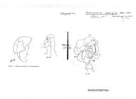 Chaleponcus ambiguus