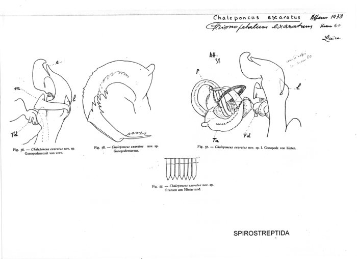Chaleponcus exaratus