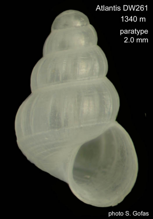 Alvania macella Gofas, 2007Paratype (shell) from Atlantis Seamount, 34°22.4'N, 30°27.8'W, 1340 m, 'Seamount 2' DW261 (size 2.0 mm). Alvania macella Gofas, 2007Paratype (shell) from Atlantis Seamount, 34°22.4'N, 30°27.8'W, 1340 m, 'Seamount 2' DW261 (size 2.0 mm).