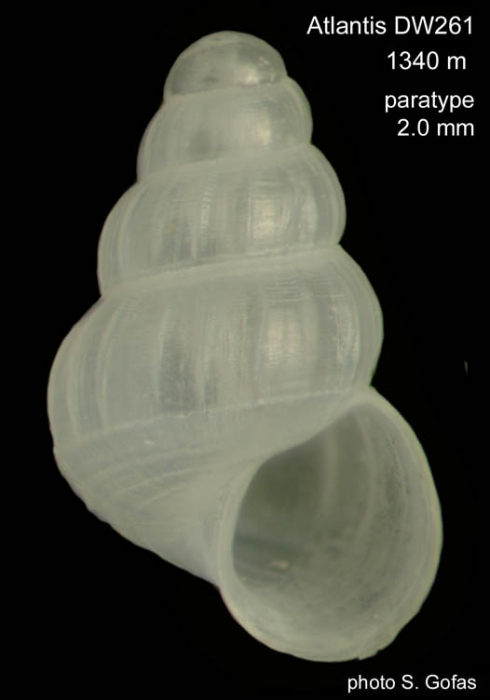 Alvania macella Gofas, 2007Paratype (shell) from Atlantis Seamount, 34�22.4'N, 30�27.8'W, 1340 m, 'Seamount 2' DW261 (size 2.0 mm).