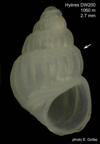 Porosalvania decipiens Gofas, 2007