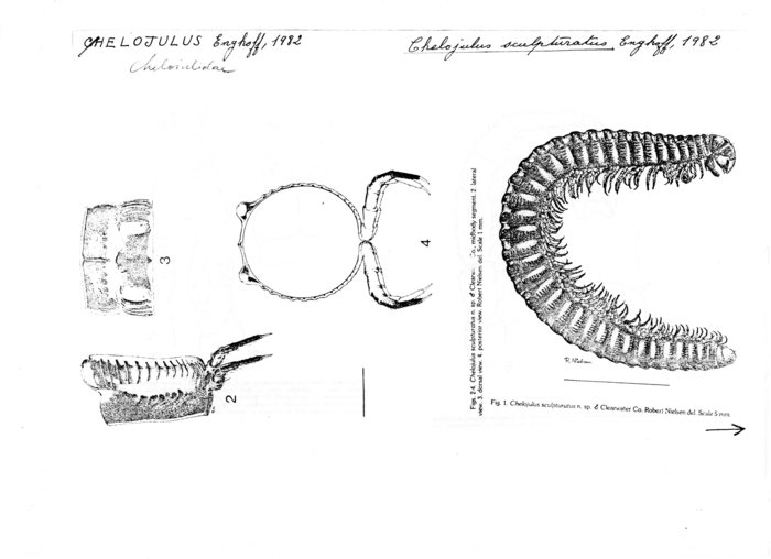 Chelojulus sculpturatus