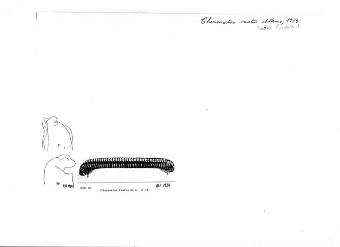 Chersastus vastus
