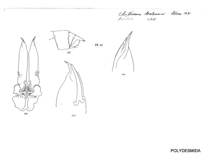 Chiliosoma brolemanni