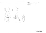 Chiliosoma nodosum
