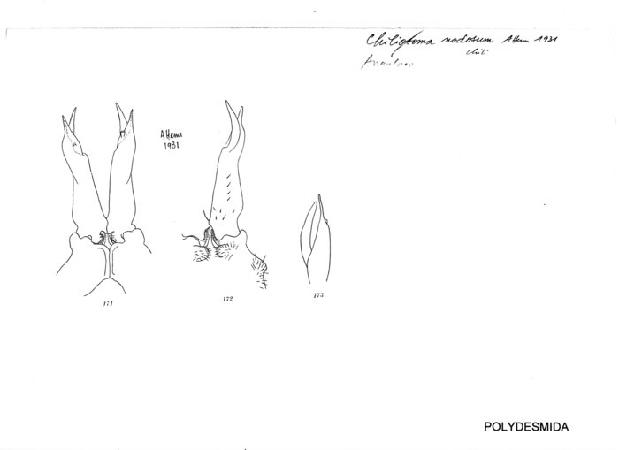 Chiliosoma nodosum