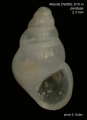 Mollusca (molluscs)