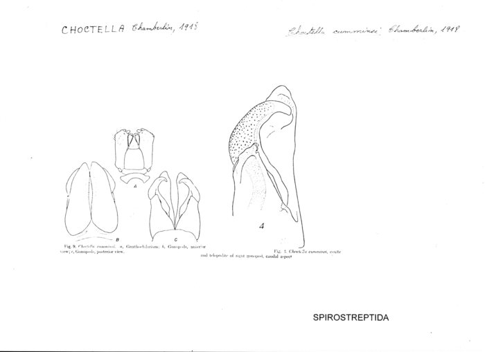 Choctella cumminsi