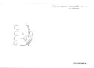 Chondrodesmus acuticollis