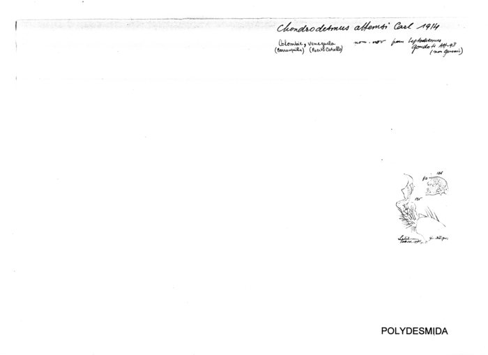 Chondrodesmus attemsi