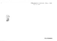 Chondrodesmus cairoensis