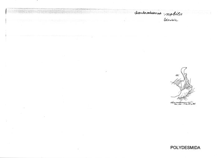 Chondrodesmus nobilis