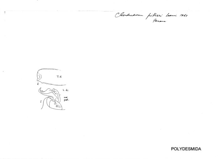 Chondrodesmus pittieri