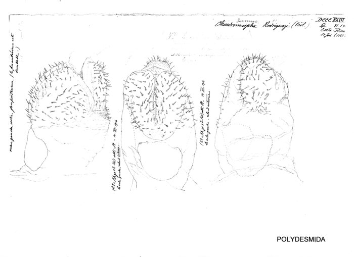 Chondrodesmus rodriguezi