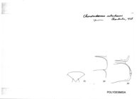 Chondrodesmus sabachanus