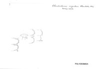 Chondrodesmus singularis