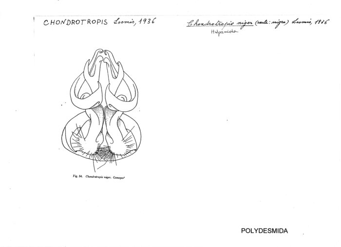 Chondrotropis niger