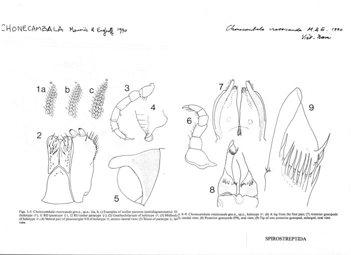 Chonecambala crassicauda