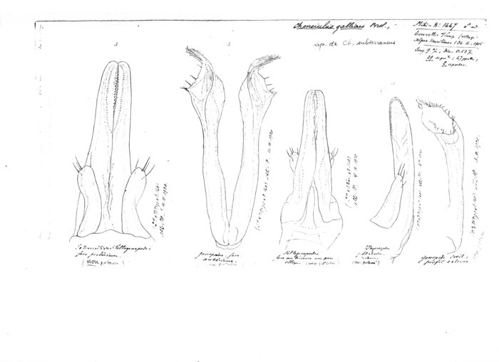 Choneiulus gallicus