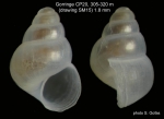 Pseudosetia amydralox Bouchet & Warén, 1993Specimen from Gorringe seamount, 36°34'N, 11°30'W,305-320 m (type locality), 'Seamount 1' CP20 (size 1.8 mm). 