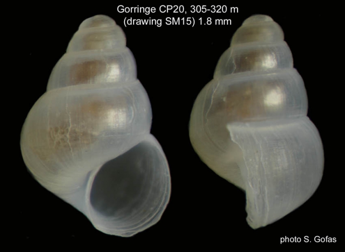 Pseudosetia amydralox Bouchet & Warén, 1993Specimen from Gorringe seamount, 36°34'N, 11°30'W,305-320 m (type locality), 'Seamount 1' CP20 (size 1.8 mm). Pseudosetia amydralox Bouchet & Warén, 1993Specimen from Gorringe seamount, 36°34'N, 11°30'W,305-320 m (type locality), 'Seamount 1' CP20 (size 1.8 mm).