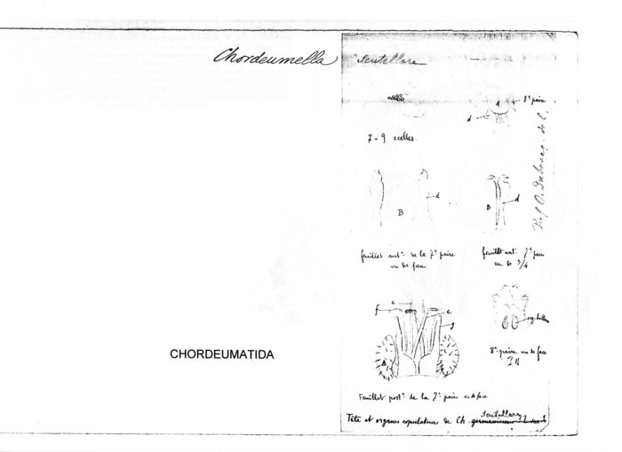 Chordeumella scutellare