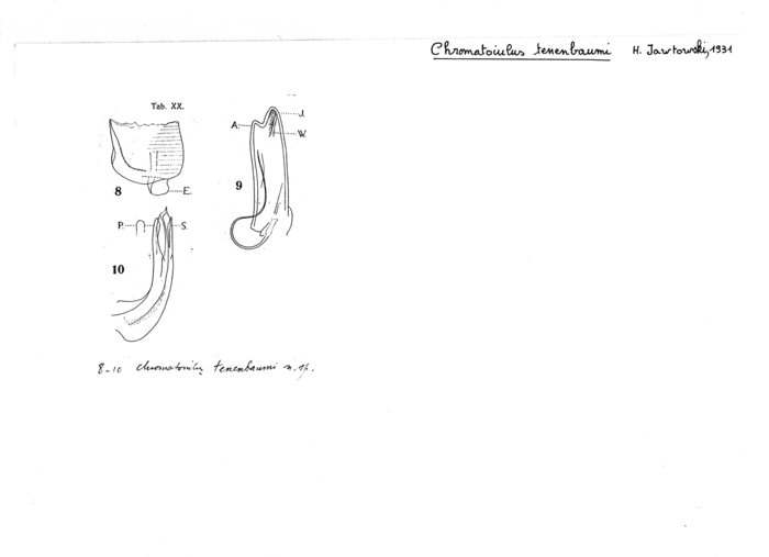 Chromatoiulus tenenbaumi