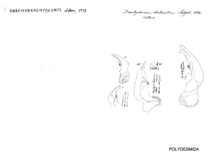 Chromobrachydesmus dalmaticus