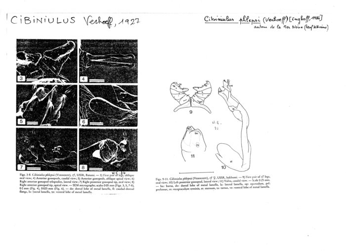 Cibiniulus phlepsii