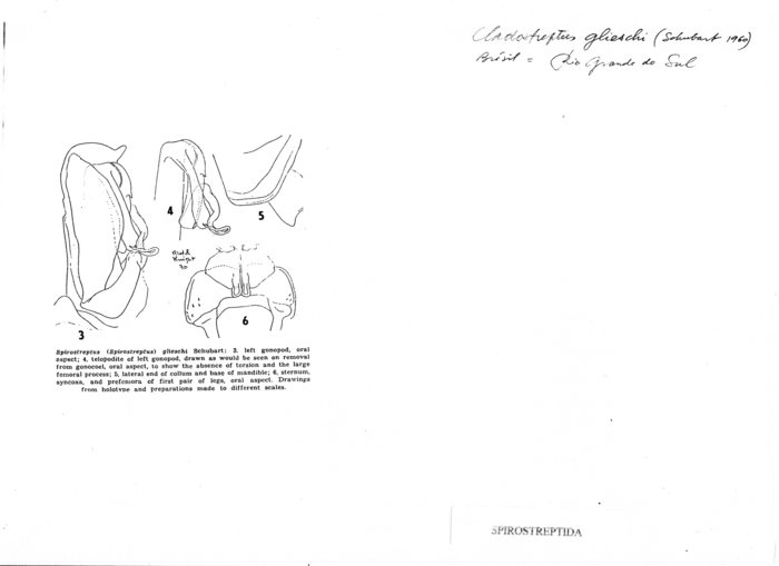 Cladostreptus glieschi