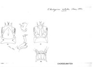 Cleidogona eulalia