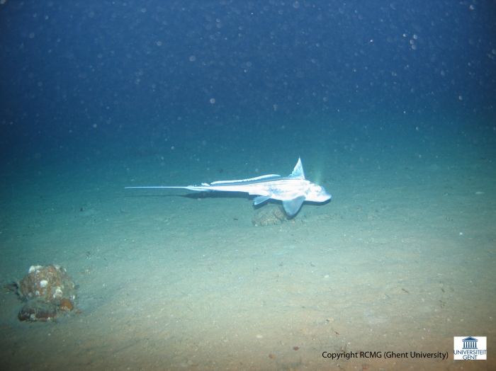 Chimaera monstrosa (Ratfish) Chimaera monstrosa (Ratfish)
