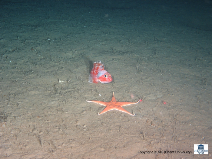 A Helicolenus dactylopterus (Blackbelly rosefish) and a Astropectinidae (sand living starfish)