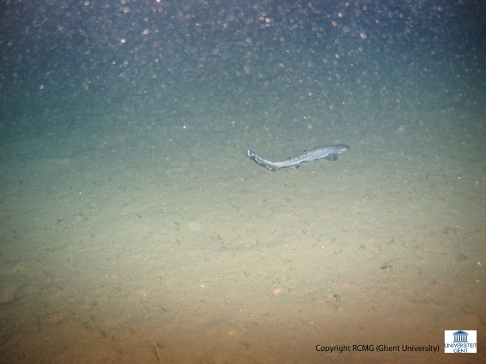 Galeus melastomus (Blackmouth catshark) Galeus melastomus (Blackmouth catshark)