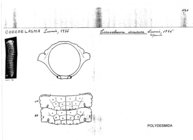 Coccoelasma incisura