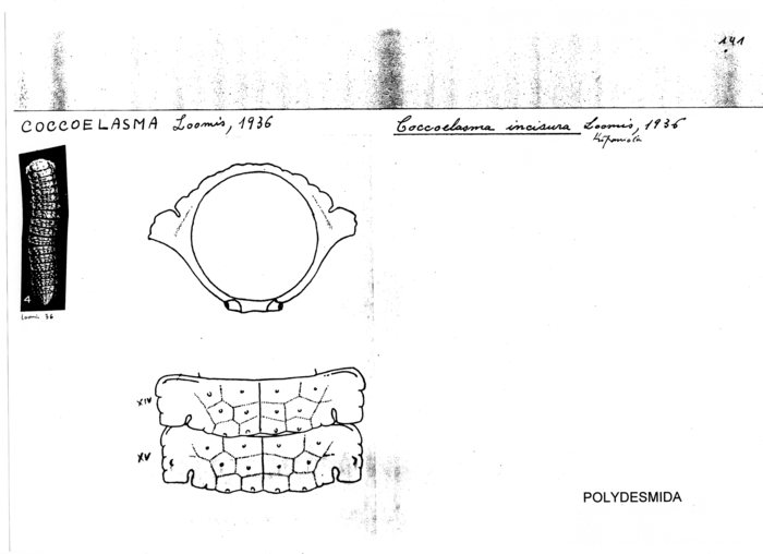 Coccoelasma incisura