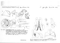 Cochleostreptus spirifer