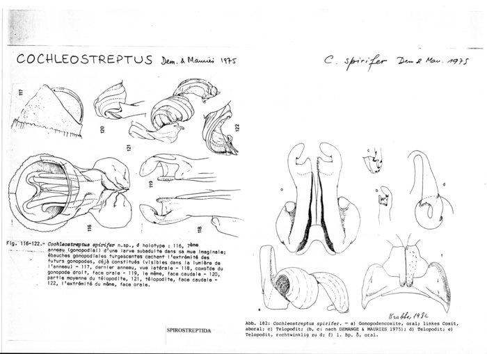 Cochleostreptus spirifer