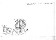 Conchostreptus pictus