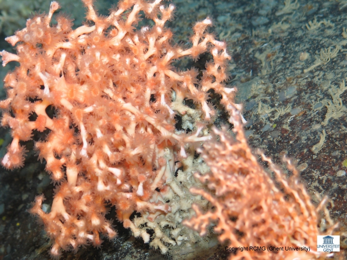 A detail of Lophelia pertusa and Madrepora oculata