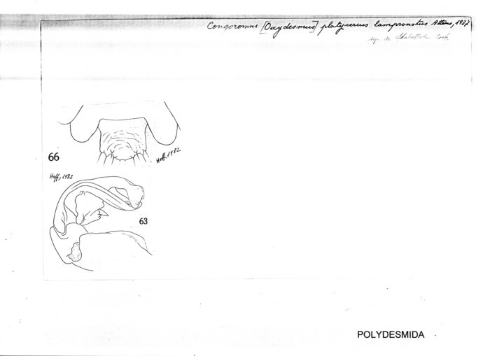 Congoromus platycercus lampronotus