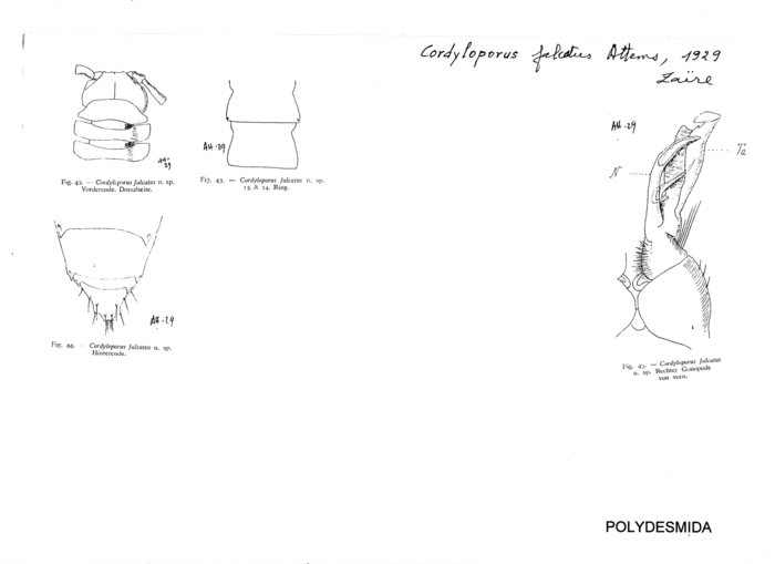 Cordyloporus falcatus