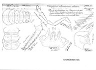 Craspedosoma alemannicum alsaticum