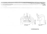 Craspedosoma alemannicum alsaticum
