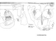 Craspedosoma alemannicum alsaticum
