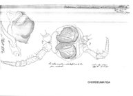 Craspedosoma alemannicum alsaticum