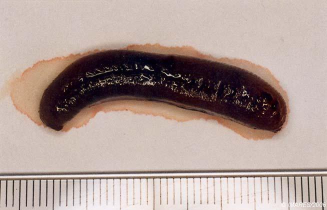 Ampharete sp. Ampharete sp.