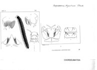 Craspedosoma ligusticum