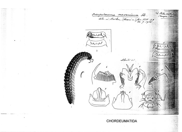 Craspedosoma mevaniense