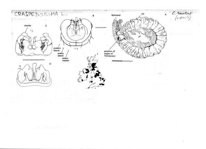 Craspedosoma rawlinsi